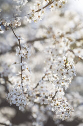 Flowering mirabelle tree, close-up - ASCF00949