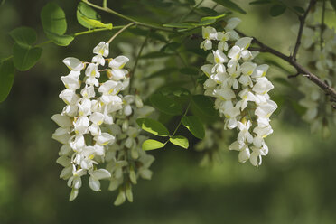 Robinie, Robinia pseudoacacia - ASCF00951