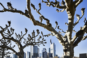 Deutschland, Frankfurt, kahle Bäume vor dem Finanzviertel - FMKF05544