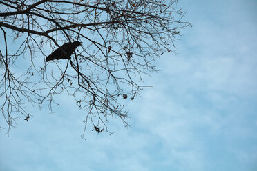Silhouette of a crow perching on twig of a bald tree - AXF00824