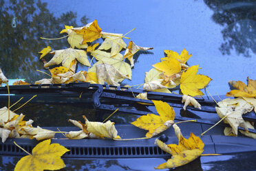 Deutschland, gelbe Herbstblätter auf der Windschutzscheibe eines geparkten Autos, Nahaufnahme - AXF00826