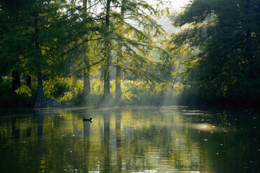 Deutschland, München, Mollsee, schwimmende Ente im Abendlicht - AXF00829