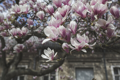 Blühender Magnolienbaum, lizenzfreies Stockfoto