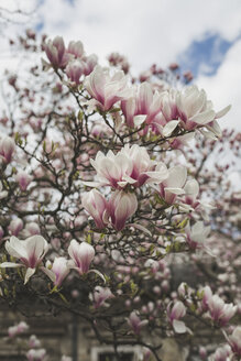 Blühender Magnolienbaum - ASCF00954