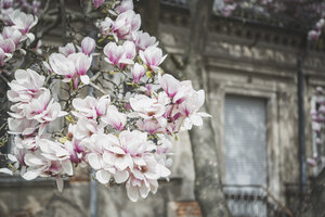 Magnolienblüten vor einem alten Haus - ASCF00955