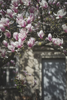 Magnolienblüten vor einem alten Haus - ASCF00957