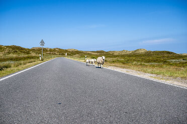 Deutschland, Schleswig-Holstein, Sylt, Schafe auf einer Straße - EGBF00309