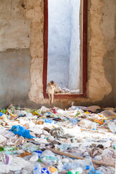 Sultanat Oman, Ras al Hadd, Katze in einem heruntergekommenen Haus voller Plastikmüll - WVF01121
