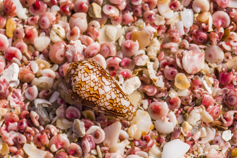 Sultanate Of Oman, Ras al Hadd , Ras al Hadd beach, pink seashells stock photo