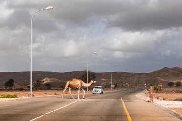 Sultanat Oman, Ein Kamel überquert eine Straße - WVF01131