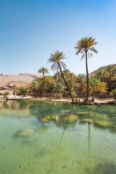 Arabien, Sultanat Oman, Palmen im Wadi Bani Khalid - WVF01153