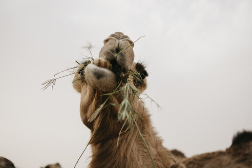 Vereinigte Arabische Emirate, Dubai, Porträt eines kauenden, fressenden Kamels - LHPF00532