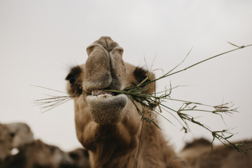 Vereinigte Arabische Emirate, Dubai, Porträt eines kauenden, fressenden Kamels - LHPF00533