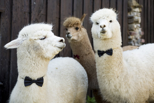 Three tame alpacas wearing bow ties - FLLF00108