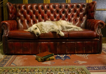 Golden retriever dog resting on an antique sofa - MGOF04018