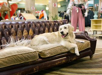 Golden retriever dog resting on an antique sofa - MGOF04026
