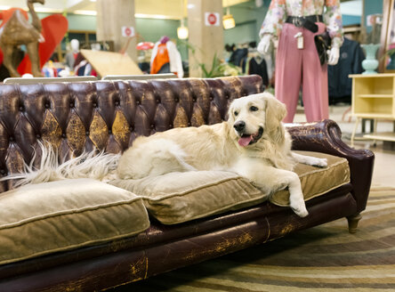 Golden Retriever Hund auf einem antiken Sofa ruhend - MGOF04026