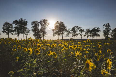 Deutschland, Sonnenblumenfeld bei Sonnenuntergang, lizenzfreies Stockfoto