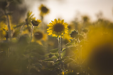 Germany, sunflowers at evening twilight - ASCF00960