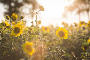 Deutschland, Sonnenblumen in der Abenddämmerung - ASCF00961