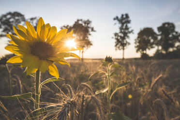 Deutschland, Sonnenblume auf einem Feld in der Abenddämmerung - ASCF00962