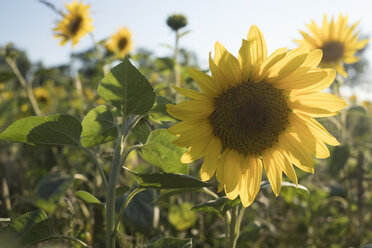 Deutschland, Blüte einer Sonnenblume auf einem Feld - ASCF00963