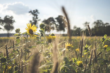 Germany, field with sunflowers and ears - ASCF00964