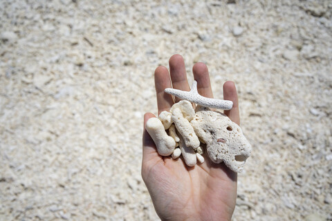 Australien, Queensland, Frauenhand hält tote Korallen am Strand in der Nähe des Great Barrier Reefs, lizenzfreies Stockfoto