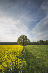 Germany, Brandenburg, idyllic landscape with rape field, meadow and oak tree - ASCF00965