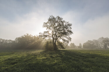 Deutschland, Brandenburg, einzelner Baum auf einer Wiese im Gegenlicht - ASCF00970