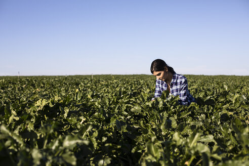 Young woman farmer looking on plants - ABZF02325