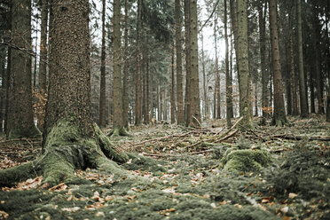 Coniferous forest - DWF00404