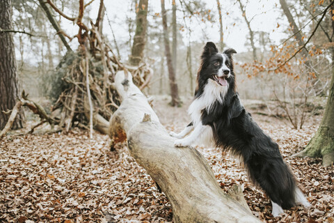 Border Collie stehend auf Baumstamm im Wald, lizenzfreies Stockfoto