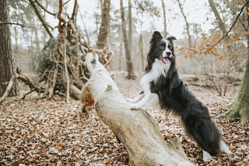 Border Collie stehend auf Baumstamm im Wald - DWF00425