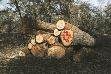 Stapel von Baumstämmen im Wald - DWF00429