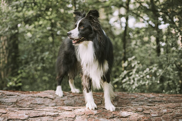 Border Collie on tree log in the forest - DWF00433