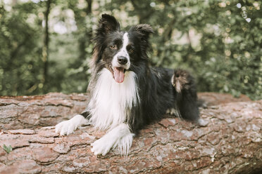 Border Collie on tree log in the forest - DWF00434