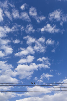 Vögel sitzen auf Stromleitungen vor blauem Himmel, Oman - WVF01273