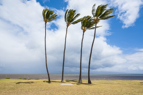 Hawaii, Insel Molokai, Kakahaia Strandpark, Palmen, lizenzfreies Stockfoto