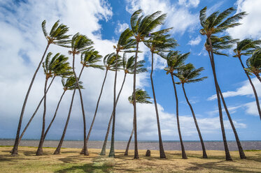 Hawaii, island of Molokai, Kakahaia beach park, palm trees - RUNF01864