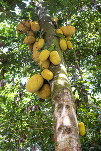 Seychellen, Jackfruitbaum mit reifen Früchten - NDF00881