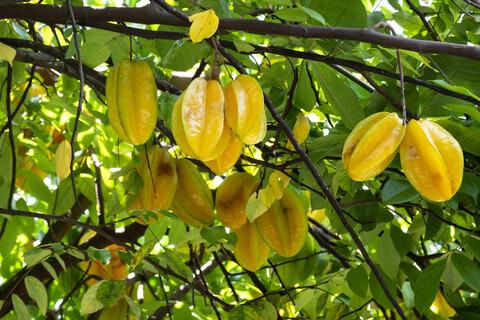 Seychellen, La Digue, Sternfrüchte am Baum, lizenzfreies Stockfoto