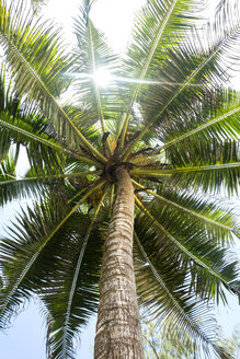 Seychelles, palm tree seen from below - NDF00889