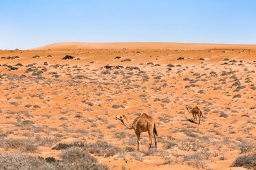 Dromedare in der Wahiba-Sandwüste, Oman - WVF01327