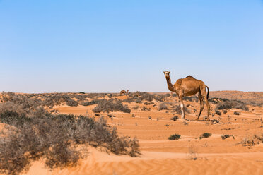 Dromedar in der Wahiba-Sandwüste, Oman - WVF01328