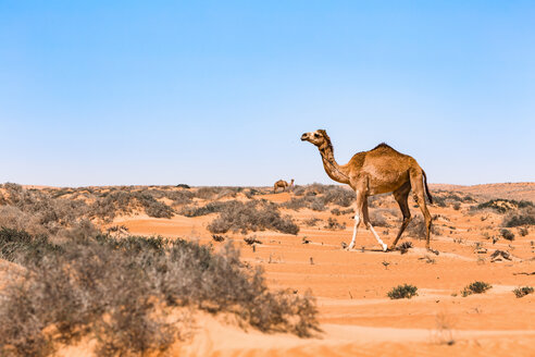 Dromedar in der Wahiba-Sandwüste, Oman - WVF01329