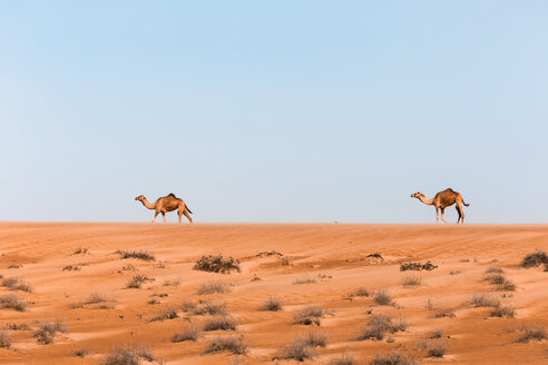 Dromedare in der Wahiba-Sandwüste, Oman - WVF01335