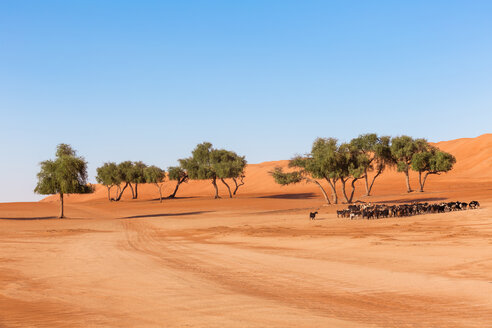 Ziegenherde unter Bäumen in der Wüste, Wahiba Sands, Oman - WVF01365