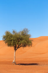 Baum in der Wüste, Wahiba Sands, Oman - WVF01366