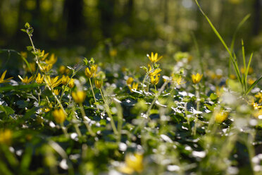 Blumenwiese zur Frühlingszeit - JTF01219
